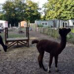 foto Alpaca's bij het Respijthuis